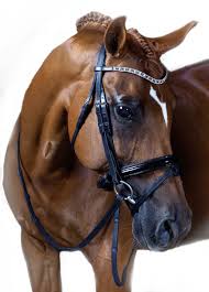 Bridles & Reins