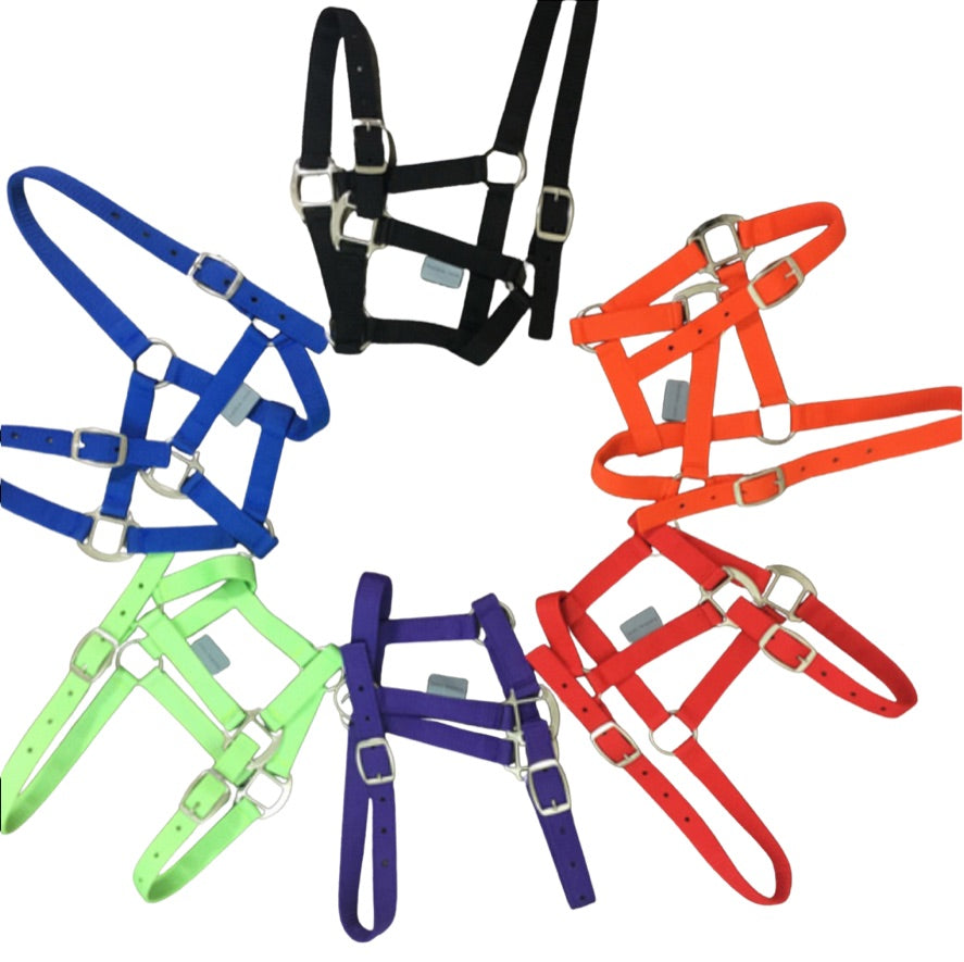 Exclusive Equine Proclaim Daily Halter - Full