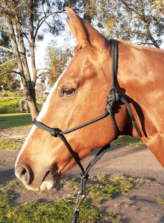 Nungar Knots Knotted Rope Headstall