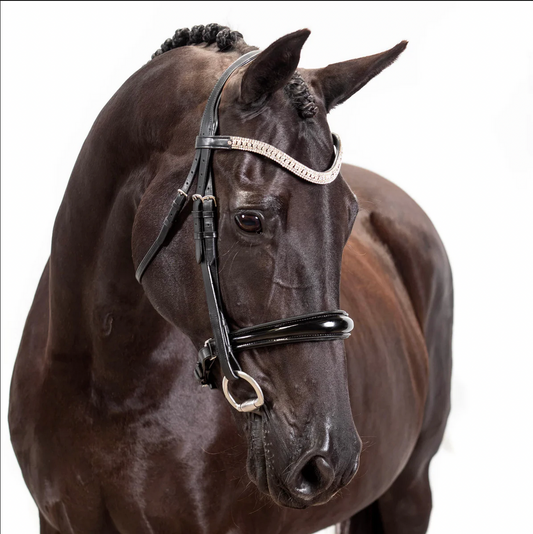 Premium Black Snaffle Bridle 'Explorer'
