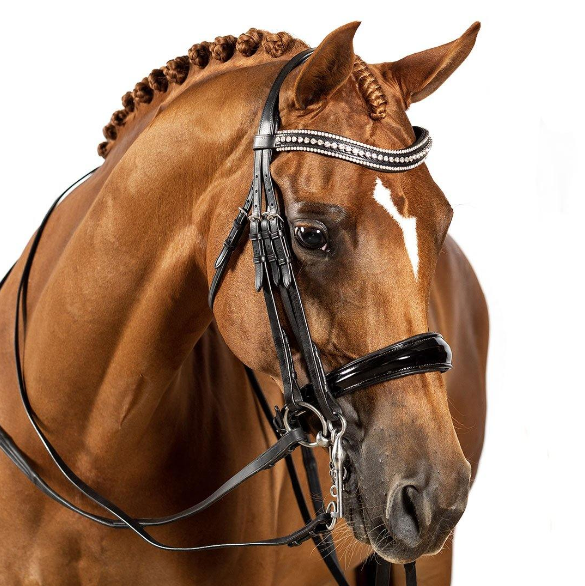 Premium Black Double Bridle 'Gladiator'