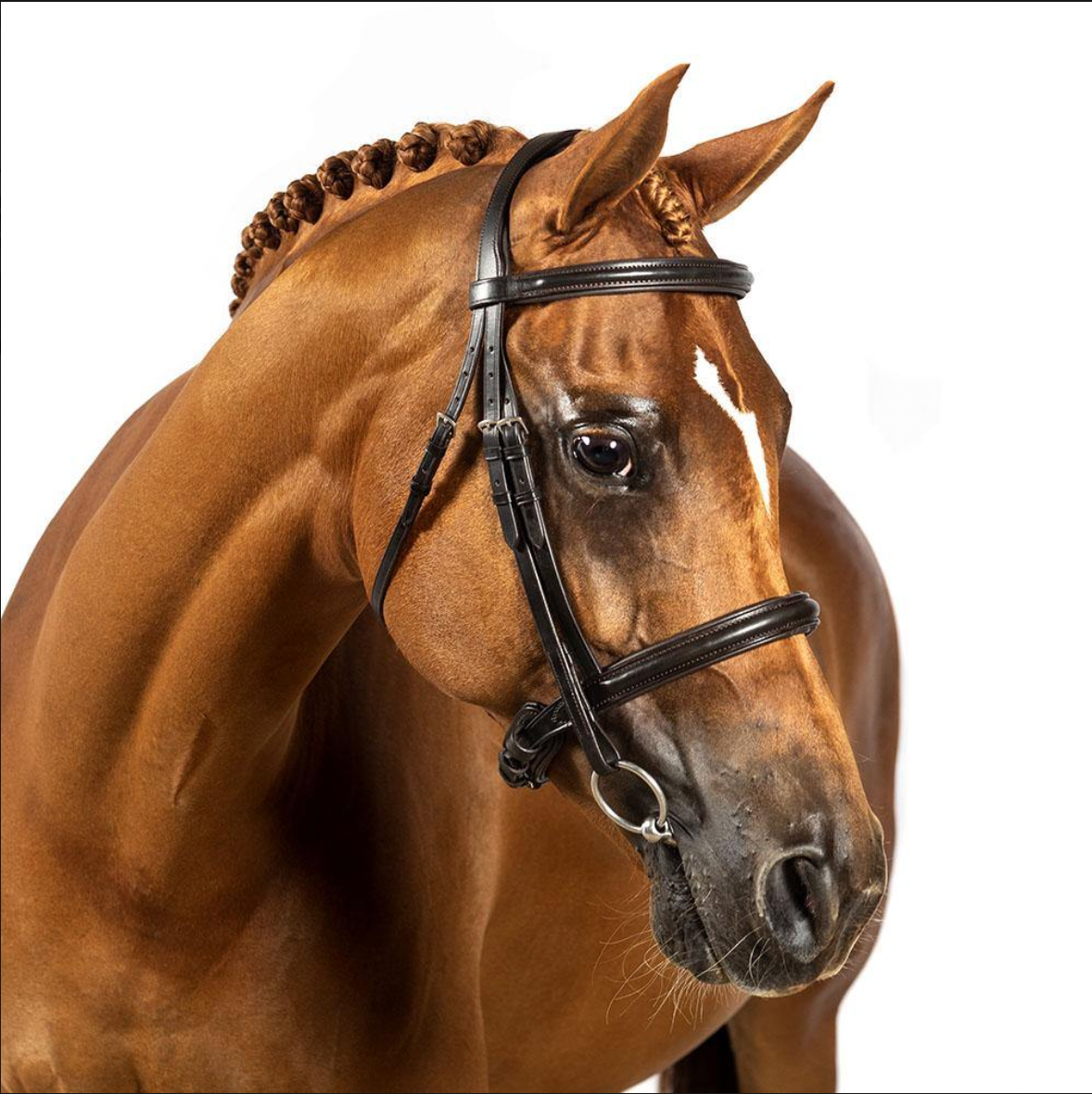 Premium Havana Snaffle Bridle 'Enchanted'
