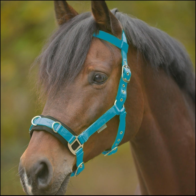 Lunging Cavesson & Rope Set Azure Blue Full
