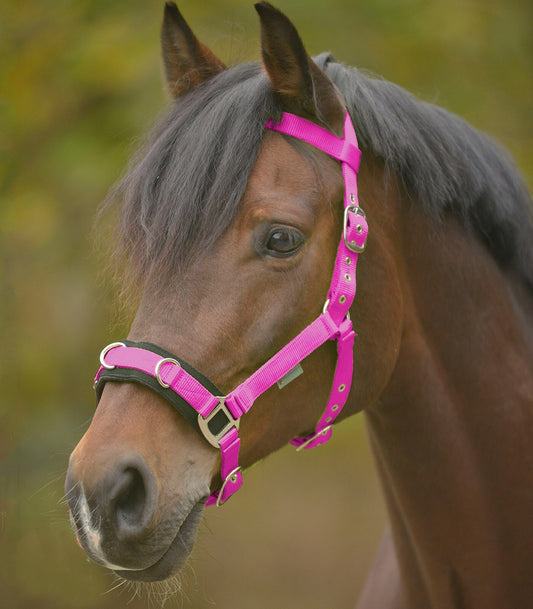 Lunging Cavesson & Rope Set Pink - Pony